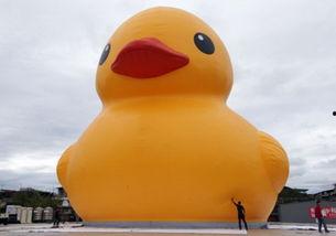 小鸭走路视频成人版,从蹒跚到稳健的可爱成长历程-第1张图片-草莓视频深夜