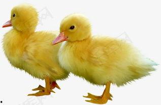 小鸭走路视频成人版,从蹒跚到稳健的可爱成长历程-第2张图片-草莓视频深夜