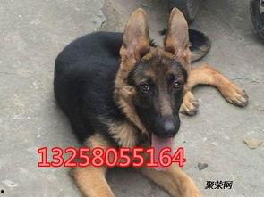 成人打扮小狗视频,成人cos小狗，演绎另类打扮风潮-第1张图片-草莓视频深夜