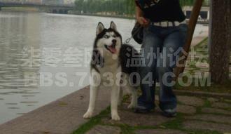 成人打扮小狗视频,成人cos小狗，演绎另类打扮风潮-第3张图片-草莓视频深夜