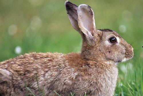 成人野兔吃东西视频大全,大自然中的美食探索-第2张图片-草莓视频深夜