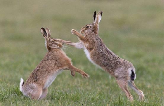 成人野兔吃东西视频大全,大自然中的美食探索-第3张图片-草莓视频深夜
