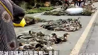 鱼变成人恶搞视频,一场奇幻的变身恶搞大戏-第3张图片-草莓视频深夜